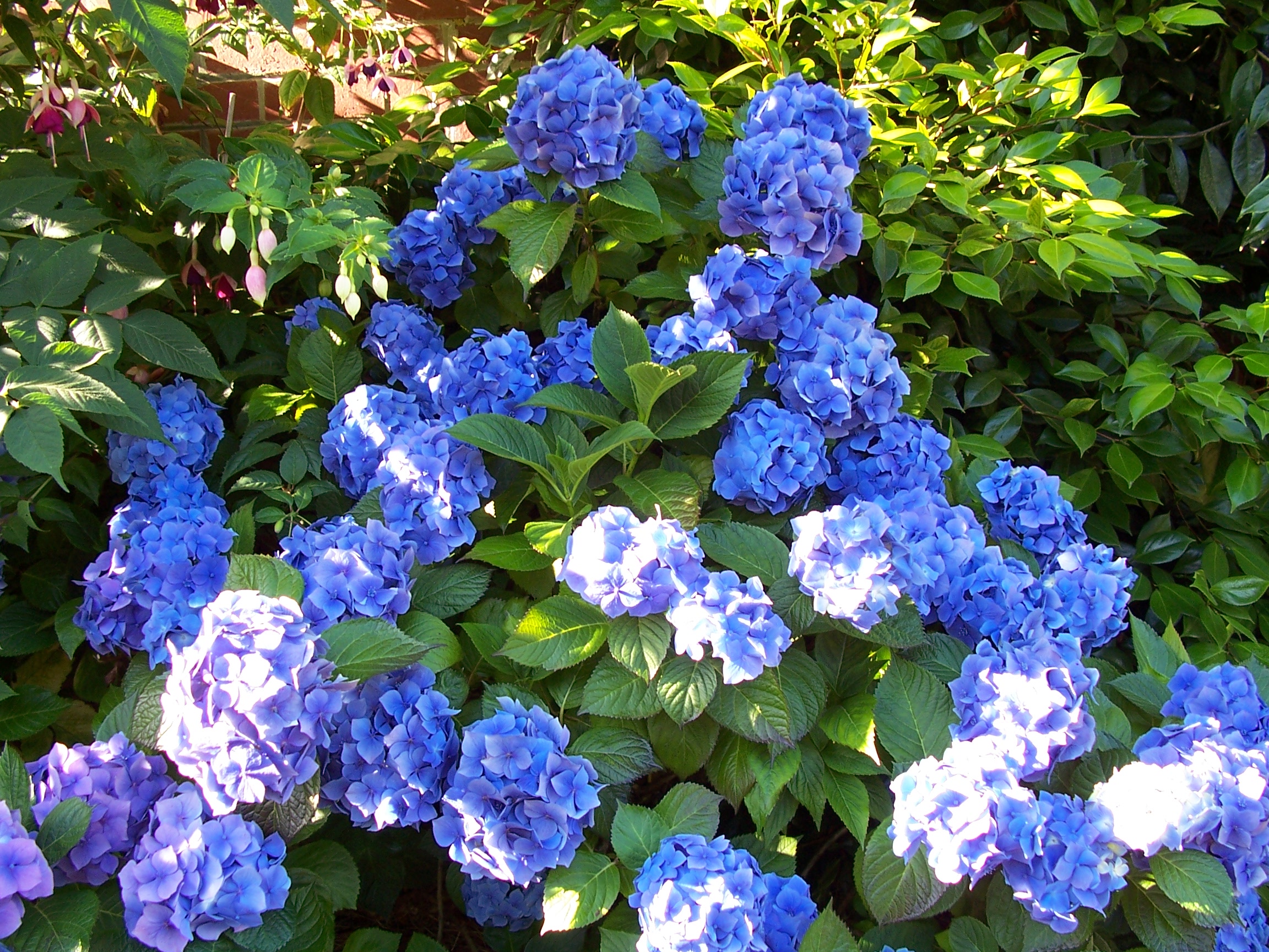 Sophy's rose in bloom