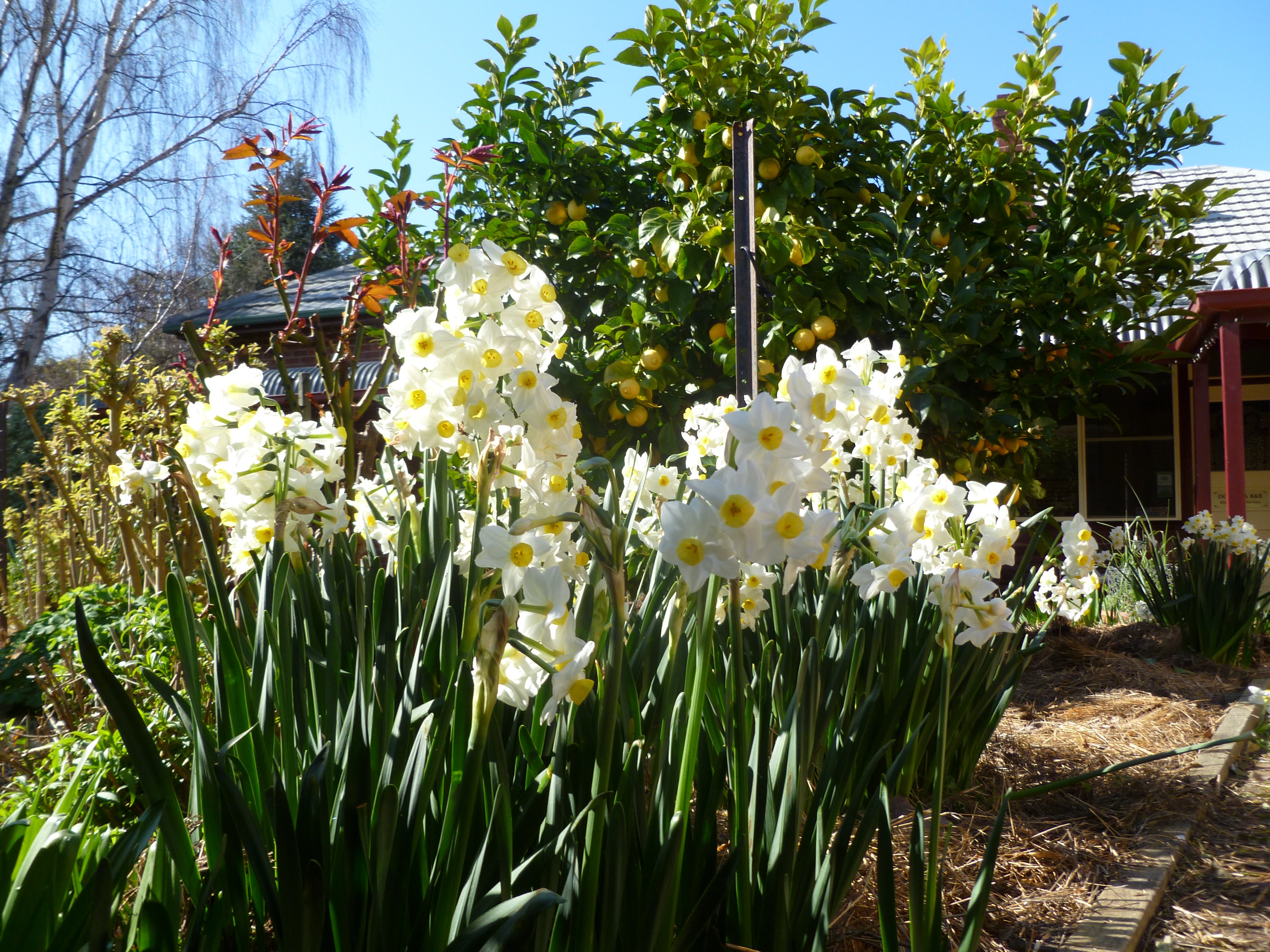 Tree Dahlia framing the Huon River