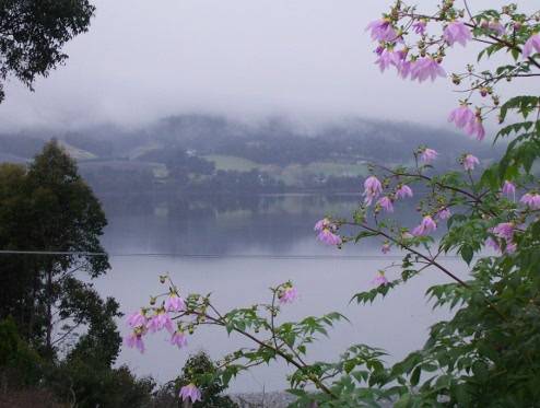 Tree Dahlia framing the Huon River